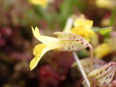 Erythranthe sookensis