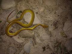 Trimeresurus salazar