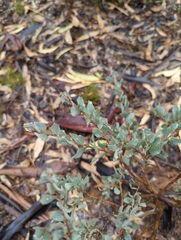 Acacia brachybotrya