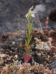 Lepidium virginicum menziesii