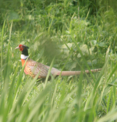 Phasianus colchicus