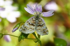Enchoria lacteata