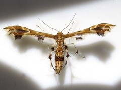 Geina sheppardi