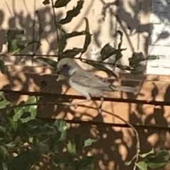 Auriparus flaviceps