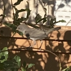 Auriparus flaviceps