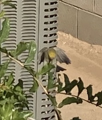 Auriparus flaviceps