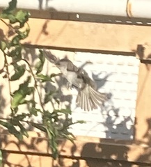 Auriparus flaviceps