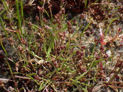 Plantago elongata