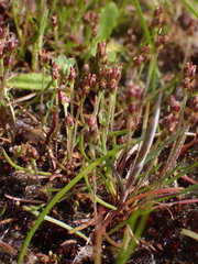Plantago elongata
