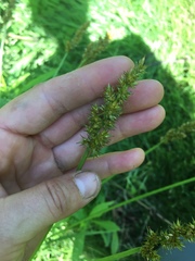 Carex stipata