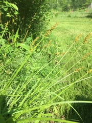 Carex stipata