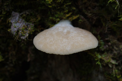 Crepidotus nephrodes