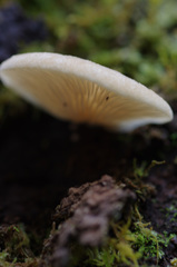 Crepidotus nephrodes
