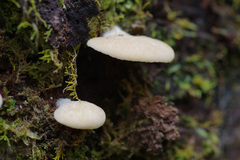 Crepidotus nephrodes