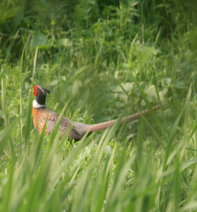 Phasianus colchicus