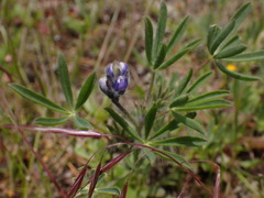 Lupinus polycarpus