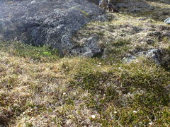 Cassiope tetragona