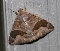 Bastilla solomonensis