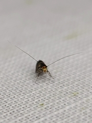 Nemophora topazias