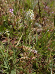 Lepidium virginicum menziesii