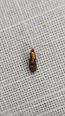 Nemophora topazias