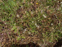 Lepidium virginicum menziesii