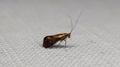Nemophora topazias