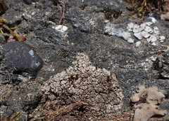 Dermatocarpon leptophyllodes