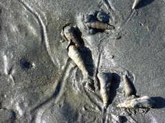 Batillaria attramentaria