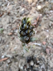 Sarcoglottis schaffneri