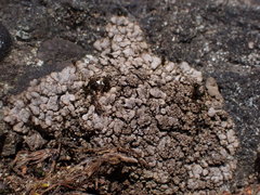 Dermatocarpon leptophyllodes