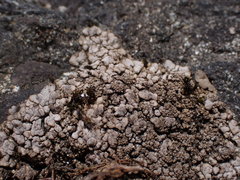 Dermatocarpon leptophyllodes