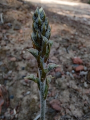 Sarcoglottis schaffneri