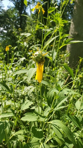 Asphondylia rudbeckiaeconspicua photo 2
