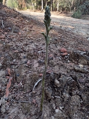 Sarcoglottis schaffneri