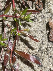 Ludwigia brevipes