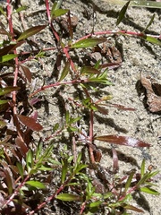 Ludwigia brevipes