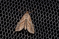 Parapoynx fluctuosalis