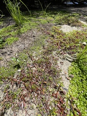 Ludwigia brevipes