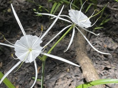 Hymenocallis pygmaea