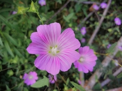 Malva punctata