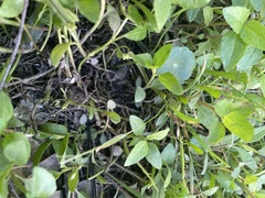 Lilaeopsis chinensis