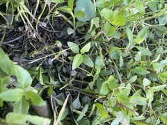 Lilaeopsis chinensis