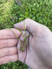 Lilaeopsis chinensis