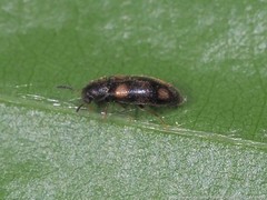 Spilotus quadripustulatus