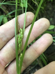 Carex corrugata