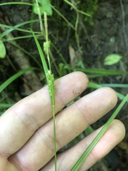Carex corrugata