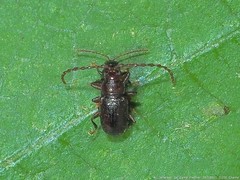 Aulacothorax copalina