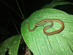 Dendrophidion apharocybe