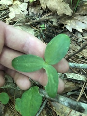 Trillium recurvatum